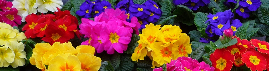 primula.jpg